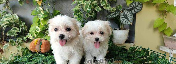jual-anak-anjing-maltese--maltese-puppy-3ILOGSARIQ