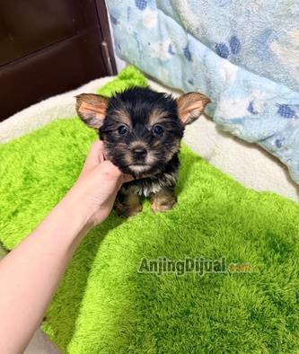 jual-mini-yorkie-HQDXJ7F6JH