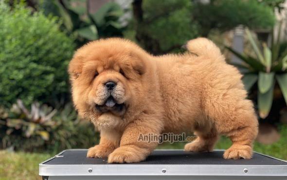 for-sale-puppy-female-chow-chow-IMQWQ5INES