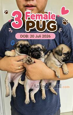 3-puppies-pug-betina-ULBLD42770