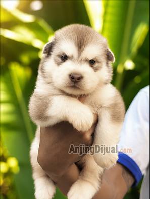 jual-alaskan-malamute-puppy-betina-bone-besar-bulu-tebal-moncong-tebal-4BGWV5AD0W