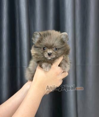 jual-minipom-blue-merle-betina-size-super-kecil-lucu-5AD496HI4K
