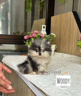 mr-woody--pom-blue-merle-super-puffy-on-ganteng-sekali-OHV81XN4AT