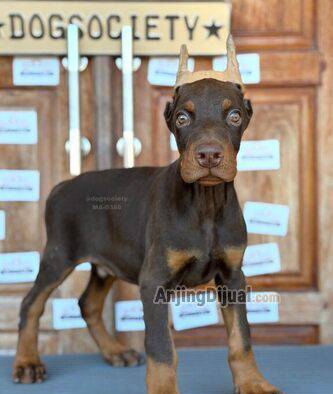anjing-doberman-pinscher-jantan-RX4LKS59OQ