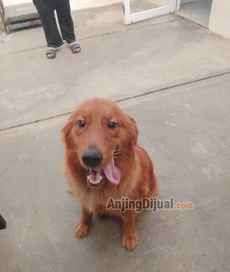 jual-golden-retriever-female-7MKKGVNU4W