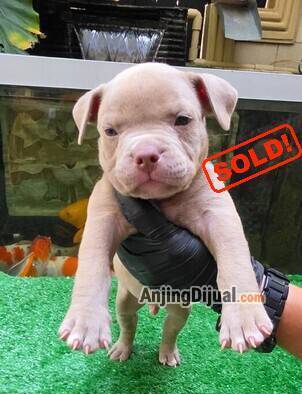 jual-pocket-american-bully-puppies-jantan-lilac-blue-eyes-jimbeam-QCCSY33CCJ