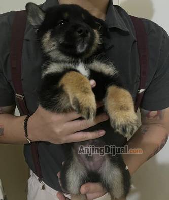 jual-anakan-super-shiba-inu-black-tan-95K35RRAHP
