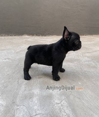 jual-puppy-french-bulldog-impor-istimewa-Z3WL2BF8SY