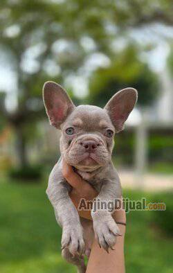 jual-french-bulldog-TFNLTUO1TU