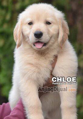 jual-golden-puppies-termurah--chloe-O0U774PVV6