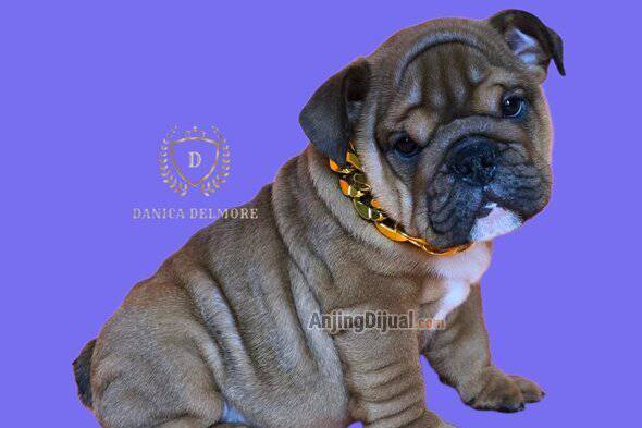 jual-premium-quality-english-bulldog-puppy-TSF8QV0YE4