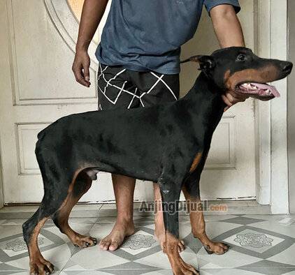 jual-calon-pejantan-doberman-import-bigbone-super-ganteng-60C7OEXRJ8