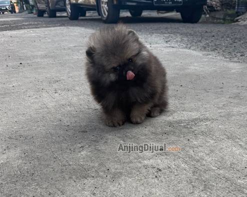 jual-superminipom-jantan-rare-colour-2-bulan-RPFS6O91KK