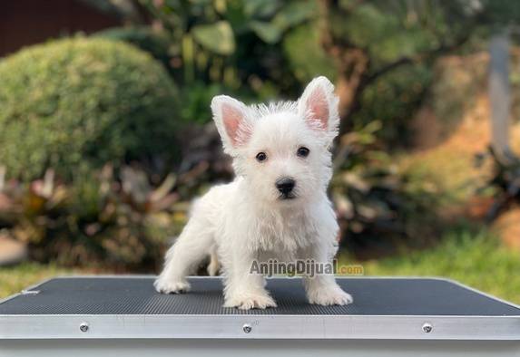 for-sale-puppy-male-west-highland-terrier-WMD3ODN8CS