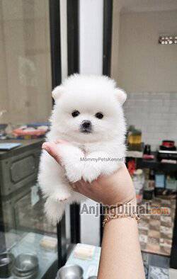 jual-superminipom-termurah--5286J42HC9