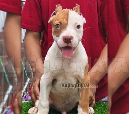jual-pitbull-jantan-big-size-PH2PLUP8BE