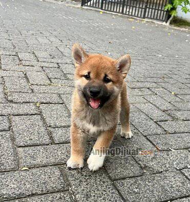 jual-shiba-ini-jantan-special-one-Y6Q14J5JG1