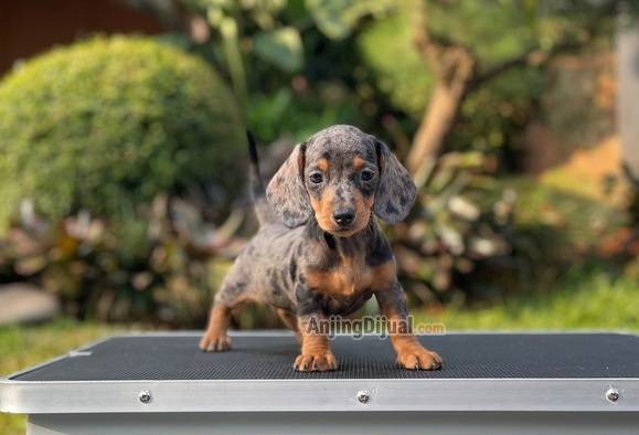 for-sale-puppy-female-miniature-dapple-dachshund-WJ0UTF9BSP