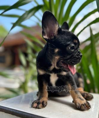 jual-frenchie-male-exo-blacktan-6T1ETDQP2A