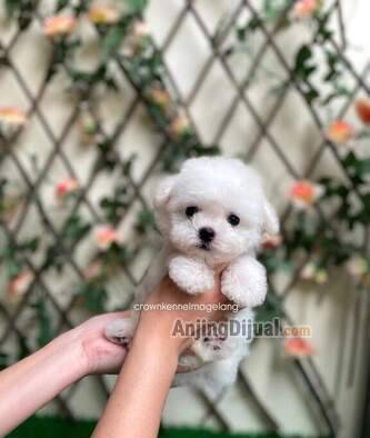 jual-bichon-frise-male-bloodline-import-korea-dan-serbia-DASCQARC0L