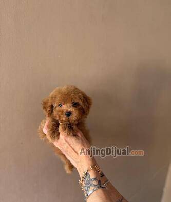 jual-poodle-tiny-red-jantan-QL0Z7PFVD2