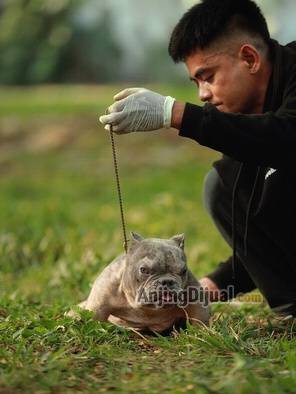 jual-designer-exotic-bully--jantan-nano-size-1-tahun-warna-blue-merle-8X3V7RCEH8