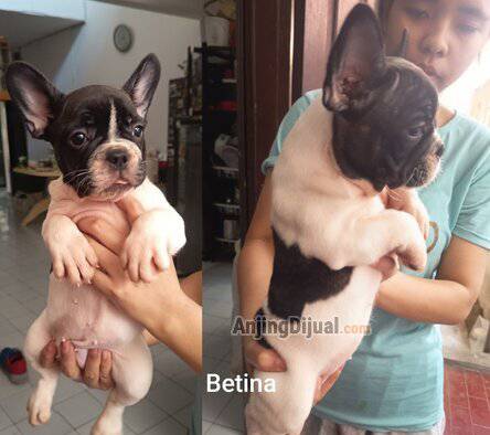 jual-puppy-french-bulldog-bloodline-bagus-M12D81B27V
