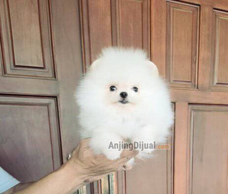 for-sale-hq-teacup-pomeranian-AIVJDML6LI