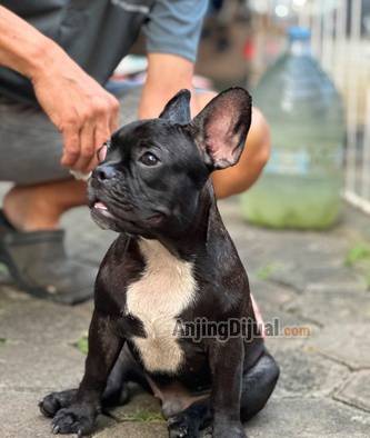 male-french-bulldog-YLJGKX907Q