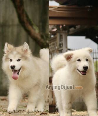 jual-alaskan-malamute-allwhite-HNXKGTEBNR