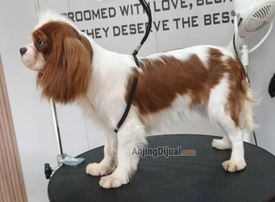 jual-cavalier-king-charles-spaniel-LXWUO0TDW3
