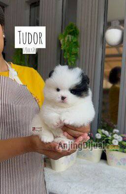 jual-pom-gemoy-lucu-mr-tudor-super-thick-menawan-H6UYM0JPQS