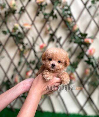 jual-teacup-poodle-jantan-bloodline-import-korea-CZPHPHZE5Q