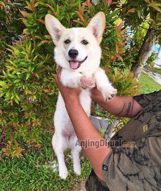 anakan-corgi-K289S8SLQX