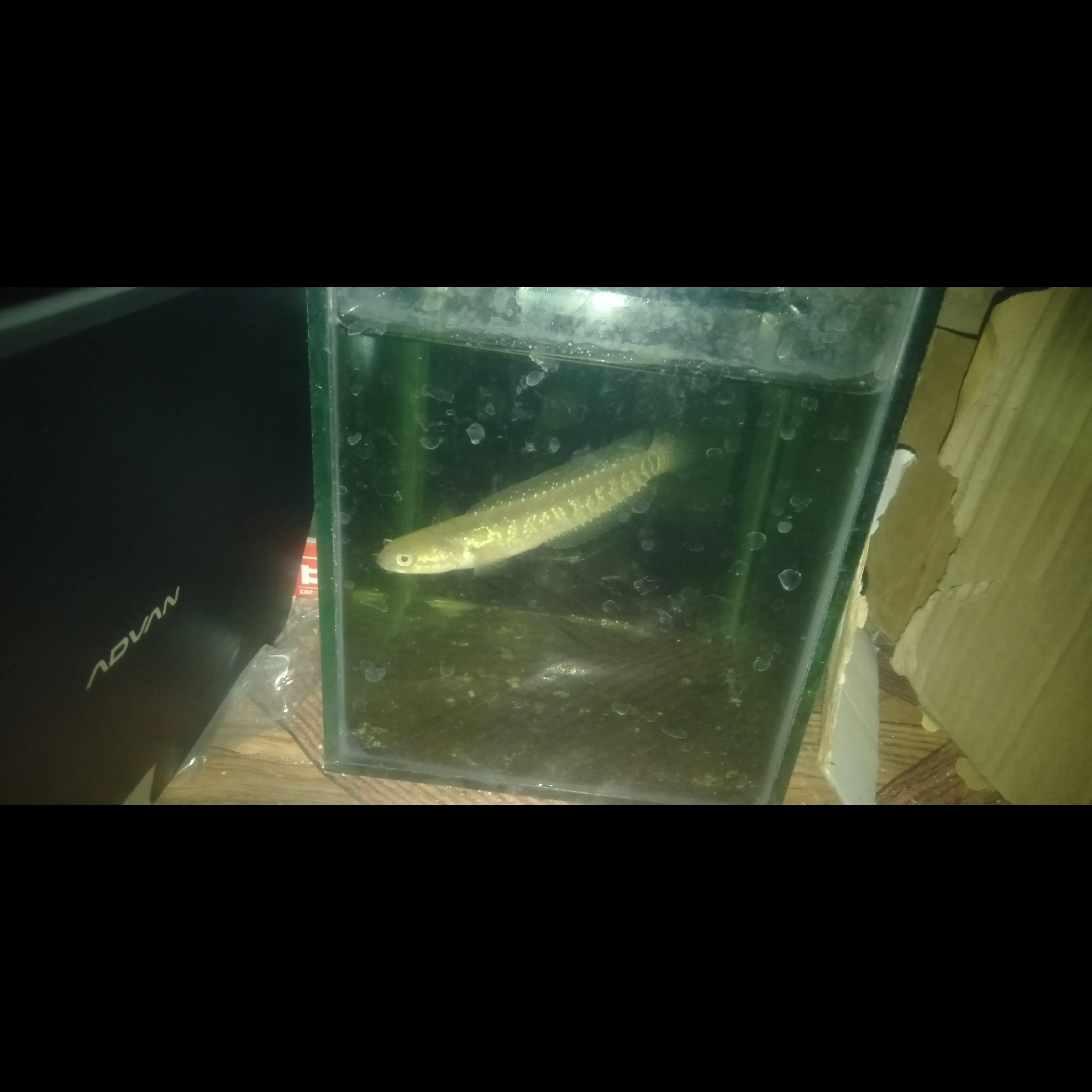 ikan-chana-asiatica-811cm-M2BWXXAFOB