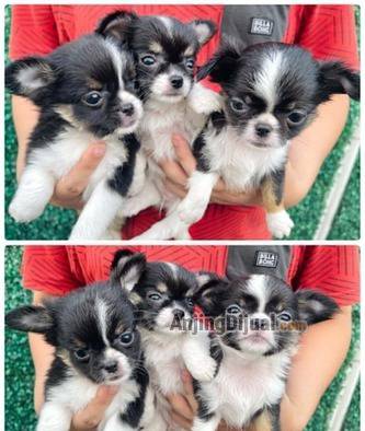 jual-mini-chihuahua-longhair-high-quality-Z3HBG0B3JL