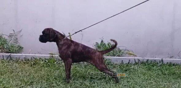 jual-anakan-boxer-betina-D0EH003SLZ