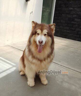 jual-giant-alaskan-malamute-betina-BHS8AB95BK