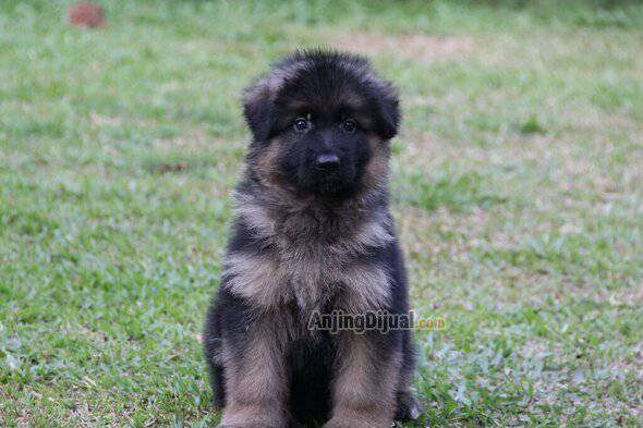 jual-1-ekor-anakan-herder-betina-longhair-kualitas-bagus-TJ0CJ94H8Q