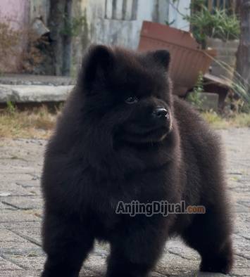 jual-chow-chow-puppy-black-male-anakan-hitam-high-quality-fluffy-lucu-gembul-BYARDD28F0