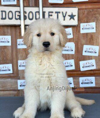 anjing-golden-retriever-2-ekor-betina-W6ZXQAGMYL
