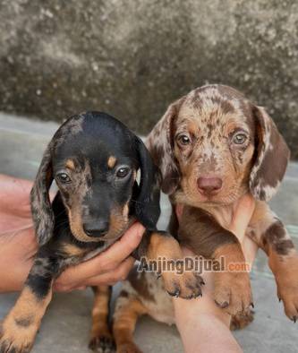 jual-mini-dachshund-tekel-dapple-jantan-betina-IP70WI5V9I