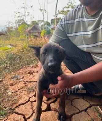 jual-1-ekor-puppis-belgian-malinois-betina-gosong-KAVIP40D7M