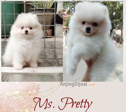 fs-minipom-puppy-female-tedy-bear-face-DJX7732DRC