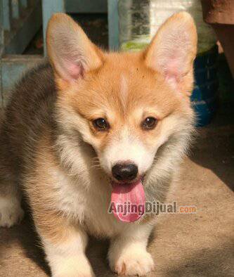 jual-corgi-jantan-warna-orange-VERU10XGAK