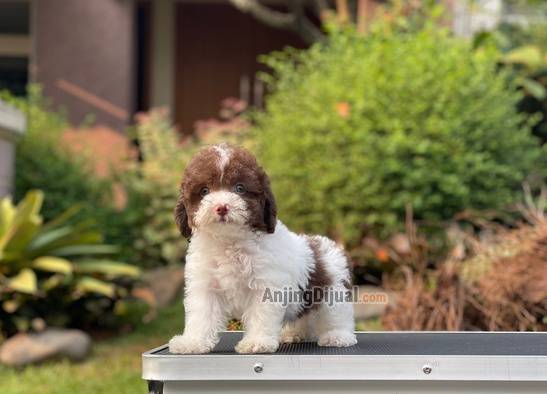 for-sale-puppy-male-tiny-parti-choco-toy-poodle-6NRWI0HLO5