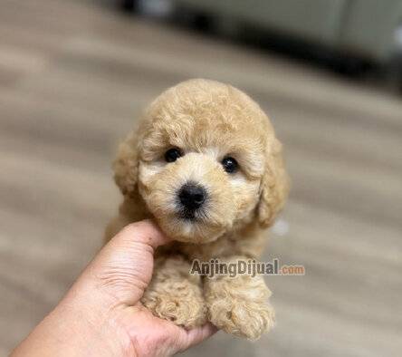 jual-maltipoo-male-teddy-bear-face-EN98RNS2PA