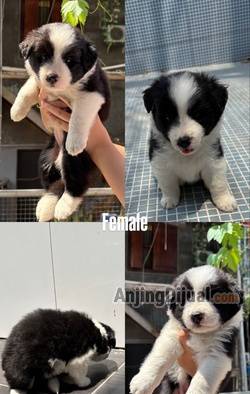 open-booked-border-collie-puppy-XD96Y7P5TS