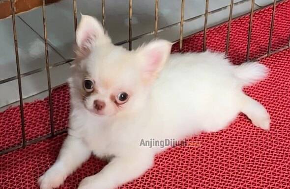 jual-chihuahua-female-good-quality-J7TC5W5GM2