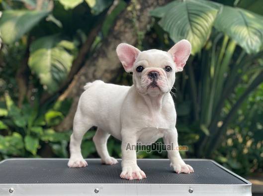 for-sale-puppy-female-white-french-bulldog-QRIDEEKG4H